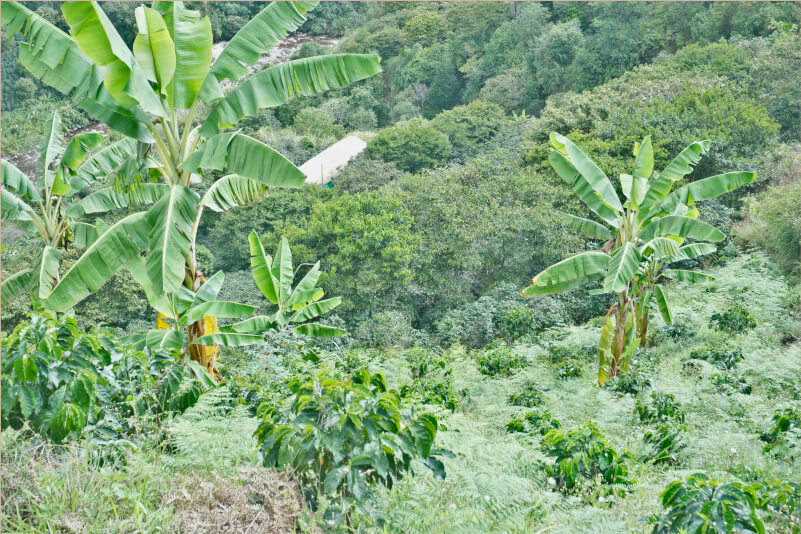 Vu sur des caféiers dans leurs environnement naturel, ici entouré de bananiers dans l'un des champs de la coopérative.