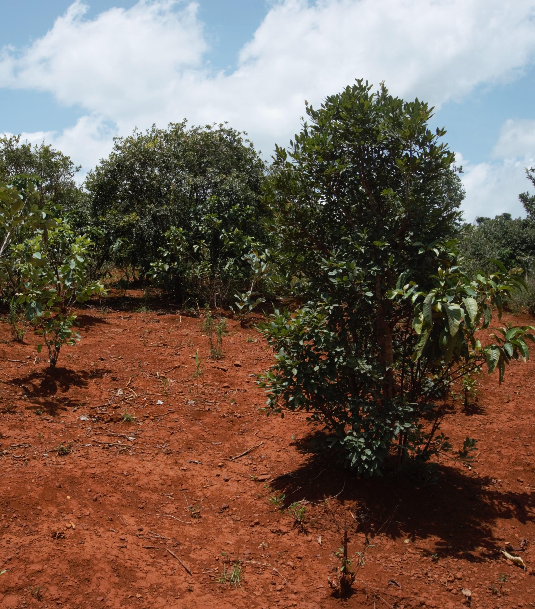 Paysage typique du climat Soudano-guinéen. Terre rouge à l'aspect sec, arbuste espacés de quelques mètres, ombre réduite