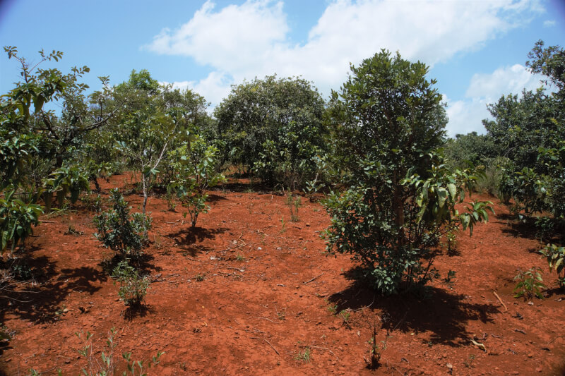 Paysage typique du climat Soudano-guinéen. Terre rouge à l'aspect sec, arbuste espacés de quelques mètres, ombrage réduit