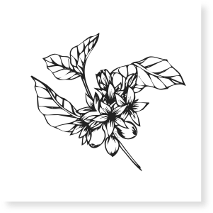 Dessin au feutre noir représentant une branche de caféier. avec des feuilles, des grains et des fleurs. Peu d'arbres fruitiers produisent en même temps des fruits et des fleurs.