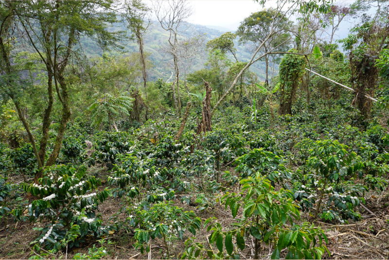 Paysage de montagnes où pousse le café en Colombie