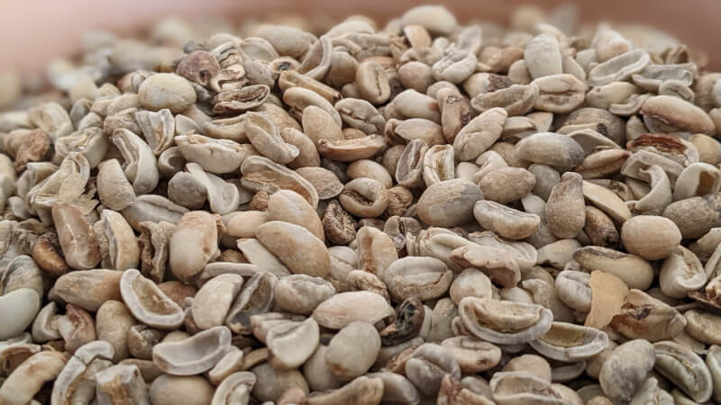 Un zoom sur les grains de café défectueux : abimés par la dépulpeuse, attaqués par les maladies ou les insectes, malformés...