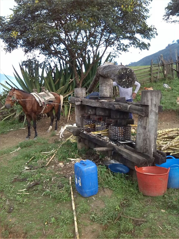 Trapiche (mill) for sugar cane. Works thanks to an horse.