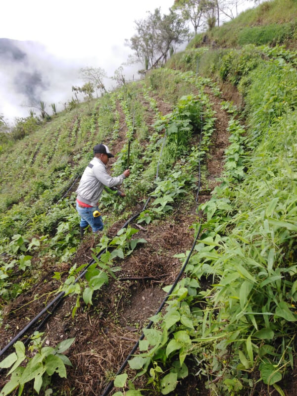 Jeune agriculteur qui s'occupe de son champs de haricots. En effet, les caféiers et les haricots sont très compatible en agriculture.