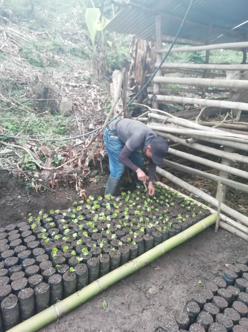 Jeune agriculteur en position inconfortable qui repique soigneusement les plants de cafés dans la pépinière.