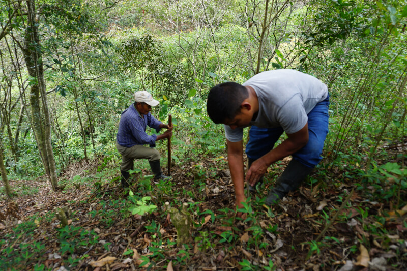 Two farmers of a labellised cooperative planting a plant with wide roots and leaves to stop chemical intrants of the neighboors