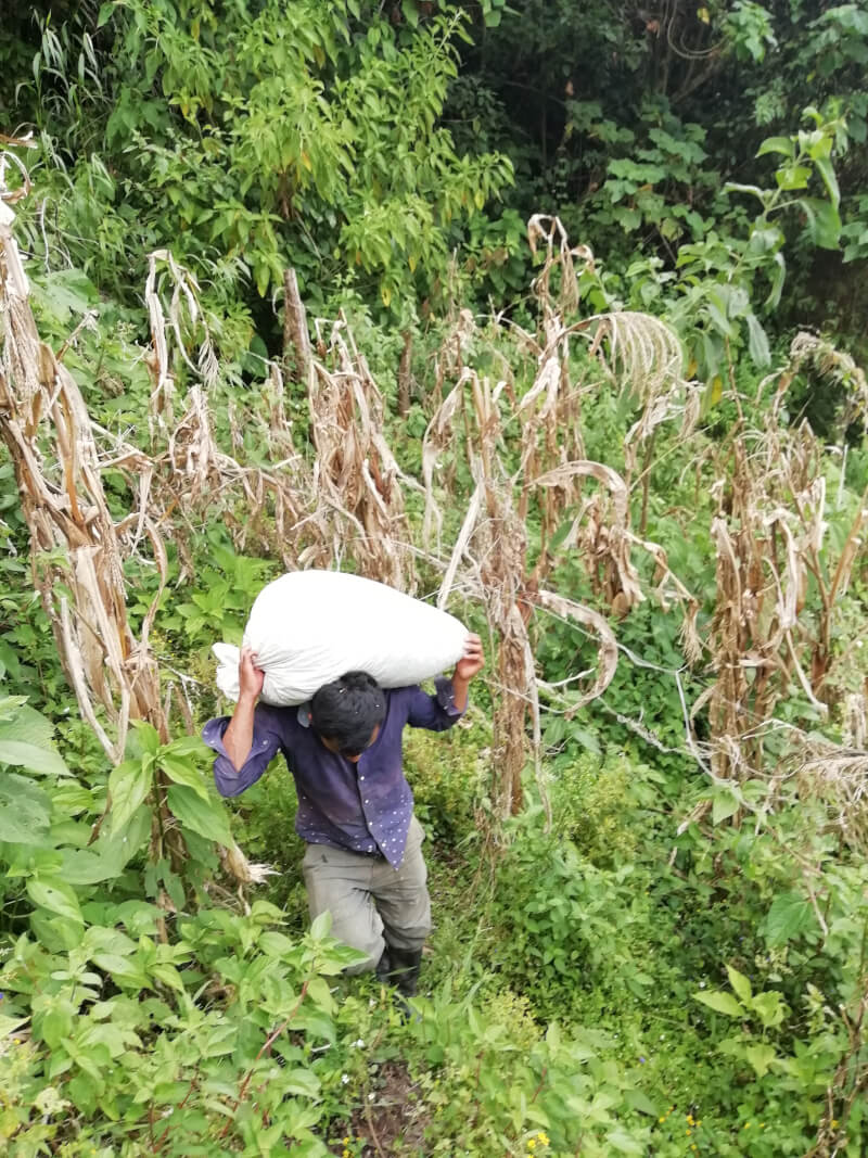 Ouvrier agricole portant un sac de 100kg de cerises de café après la récolte.