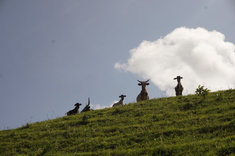 Silhouettes de vaches cornues, dans l'herbe, en haut de la montagne 