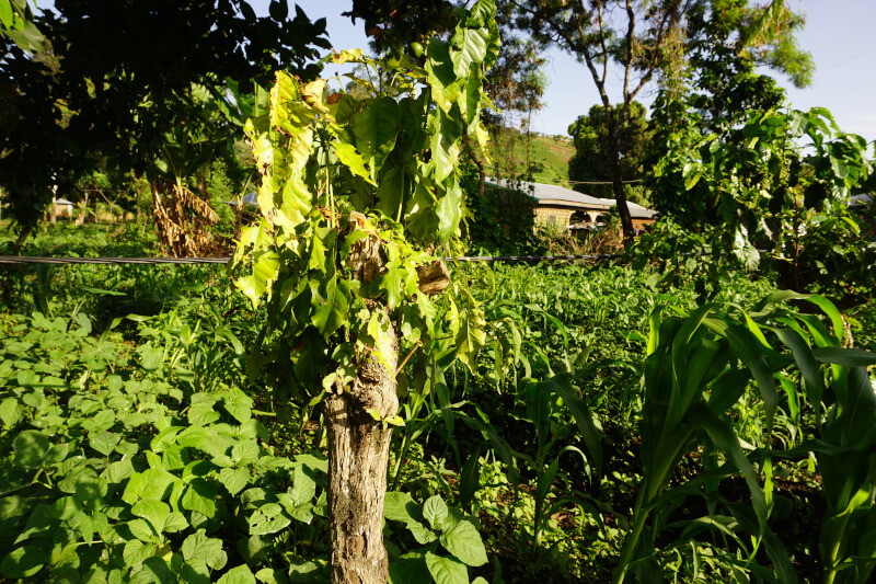 Repousses sur un vieux caféier au milieu d'un champs de légumes 