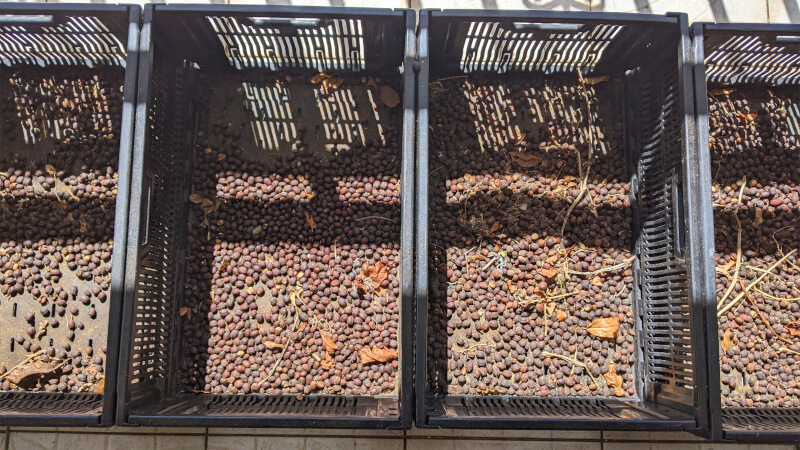 Cerises de café guadeloupéen qu'un habitant fait seché sur son balcon pour sa consomation personelle. Chaque boite représente une récolte. 