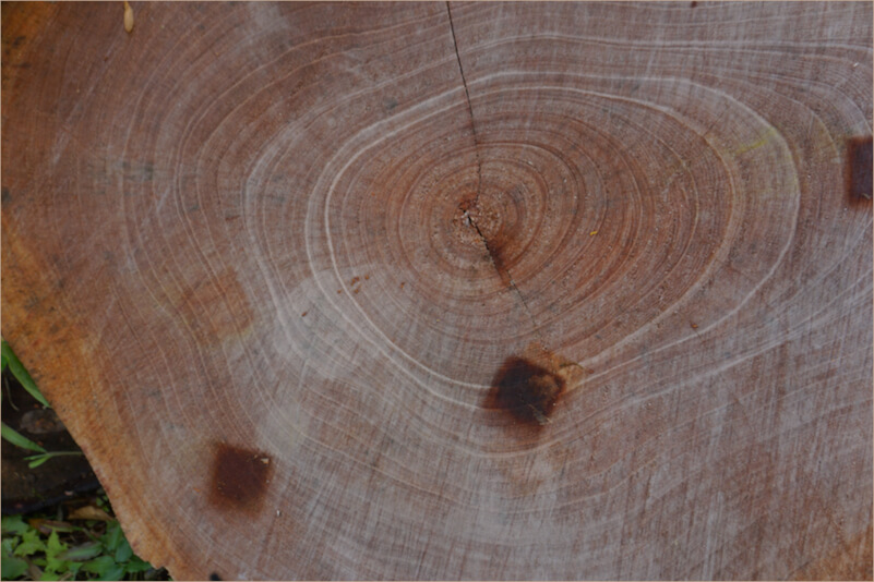Coupe d'un arbre dans une plantation de café en guadeloupe suite à un ouragan, le bois à servis notamment à confectioner des tables. Tout se réutiliste. 